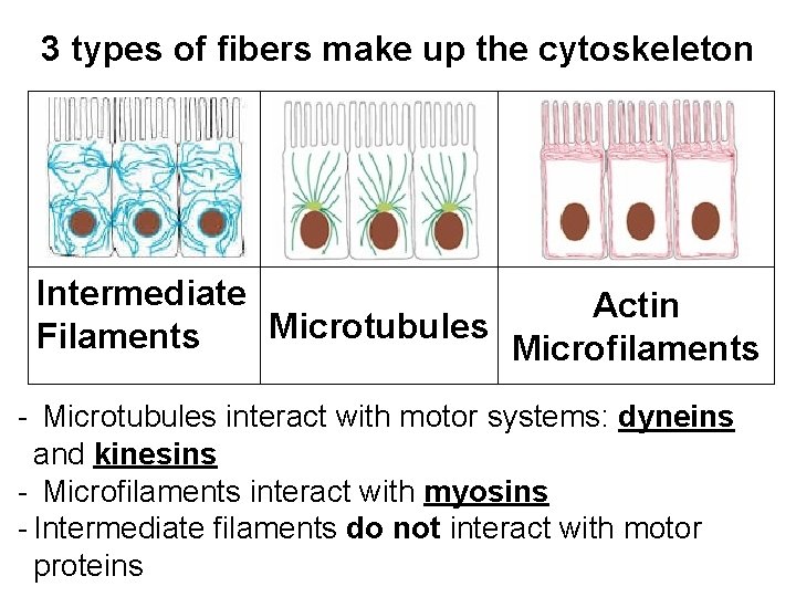 3 types of fibers make up the cytoskeleton Intermediate Actin Microtubules Filaments Microfilaments -