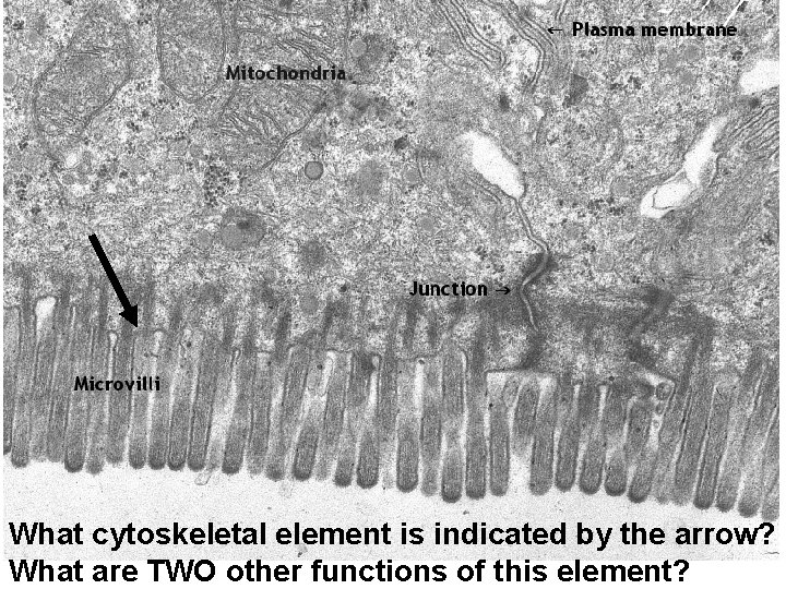 What cytoskeletal element is indicated by the arrow? What are TWO other functions of