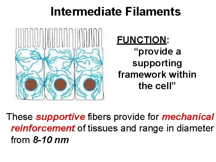 Intermediate Filaments FUNCTION: “provide a supporting framework within the cell” These supportive fibers provide