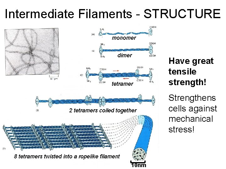 Intermediate Filaments - STRUCTURE monomer dimer tetramer 2 tetramers coiled together 8 tetramers twisted