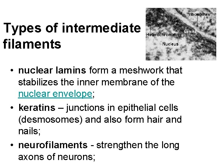 Types of intermediate filaments • nuclear lamins form a meshwork that stabilizes the inner