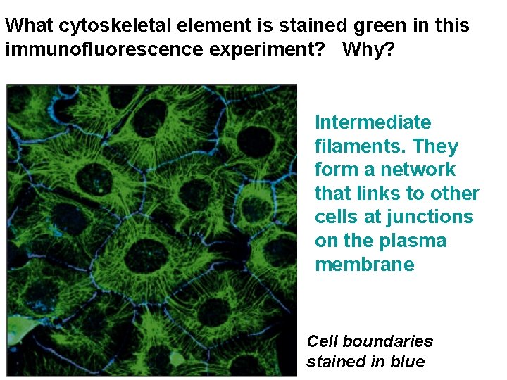 What cytoskeletal element is stained green in this immunofluorescence experiment? Why? Intermediate filaments. They