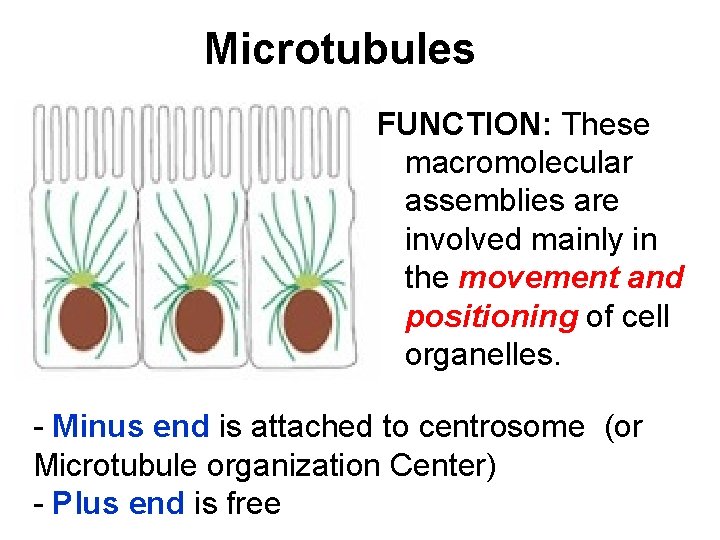 Microtubules FUNCTION: These macromolecular assemblies are involved mainly in the movement and positioning of