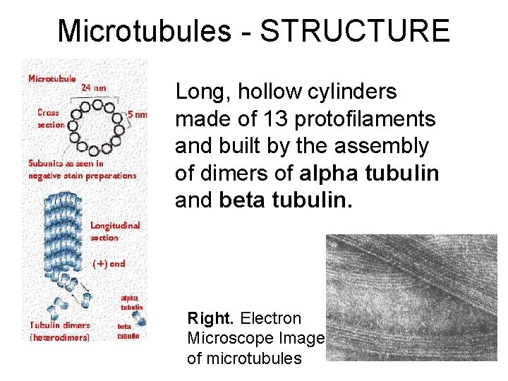 Microtubules - STRUCTURE Long, hollow cylinders made of 13 protofilaments and built by the