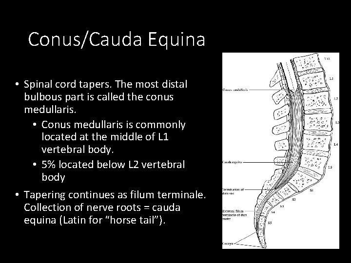 Conus/Cauda Equina • Spinal cord tapers. The most distal bulbous part is called the