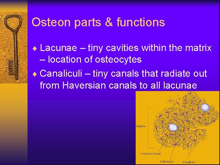 Osteon parts & functions ¨ Lacunae – tiny cavities within the matrix – location