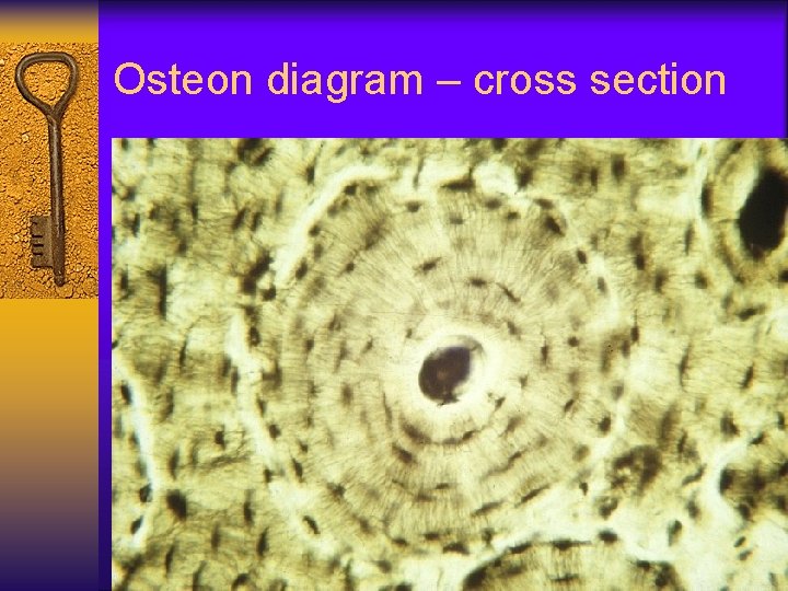 Osteon diagram – cross section 