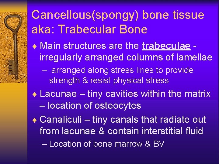 Cancellous(spongy) bone tissue aka: Trabecular Bone ¨ Main structures are the trabeculae - irregularly