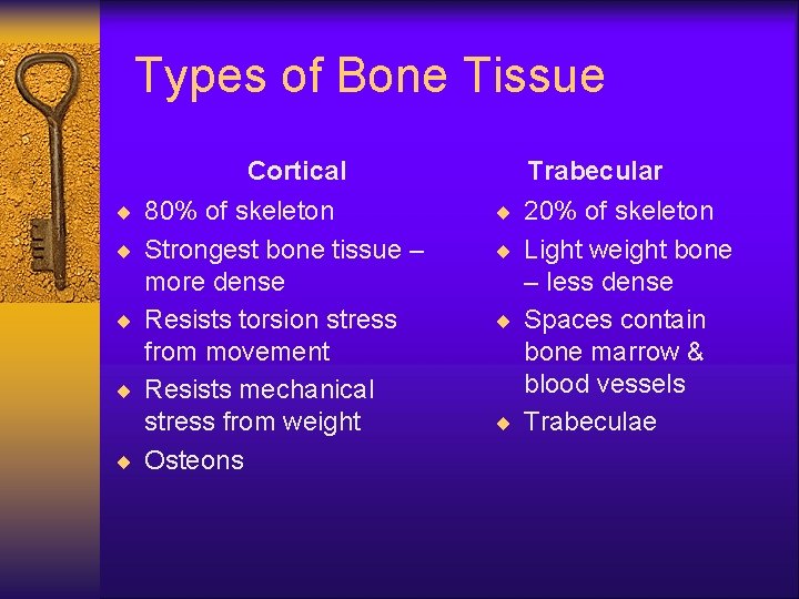 Types of Bone Tissue Cortical Trabecular ¨ 80% of skeleton ¨ 20% of skeleton