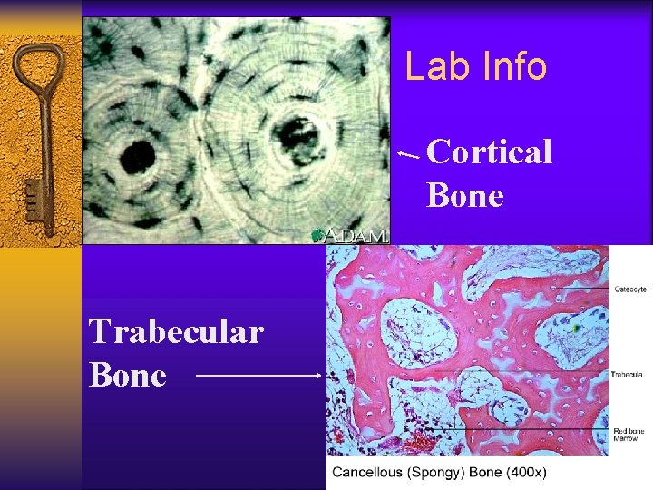 Lab Info Cortical Bone Trabecular Bone 