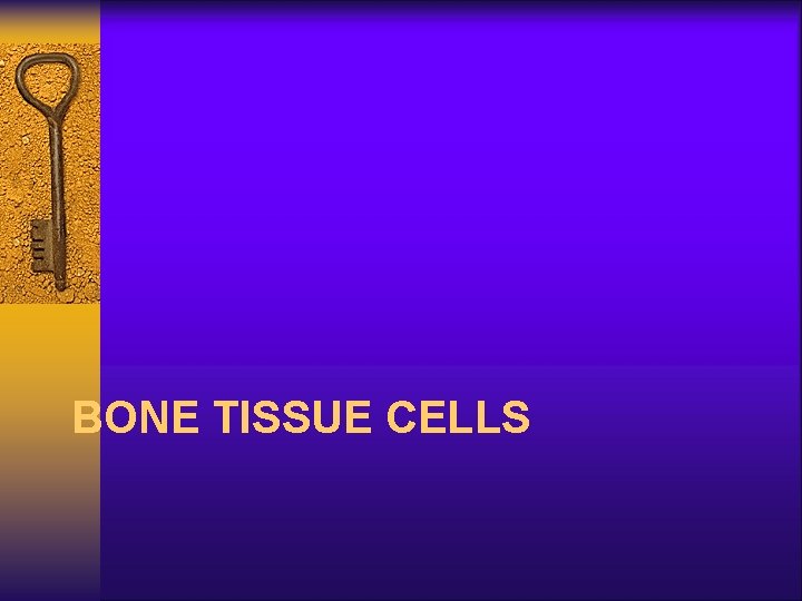 BONE TISSUE CELLS 