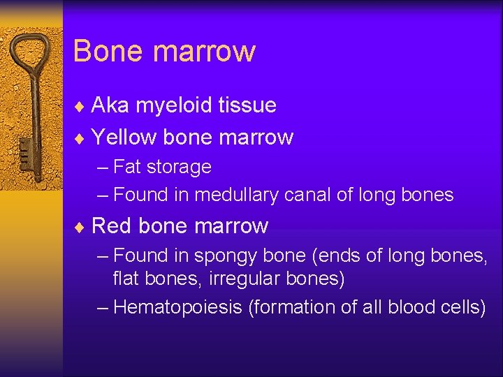 Bone marrow ¨ Aka myeloid tissue ¨ Yellow bone marrow – Fat storage –