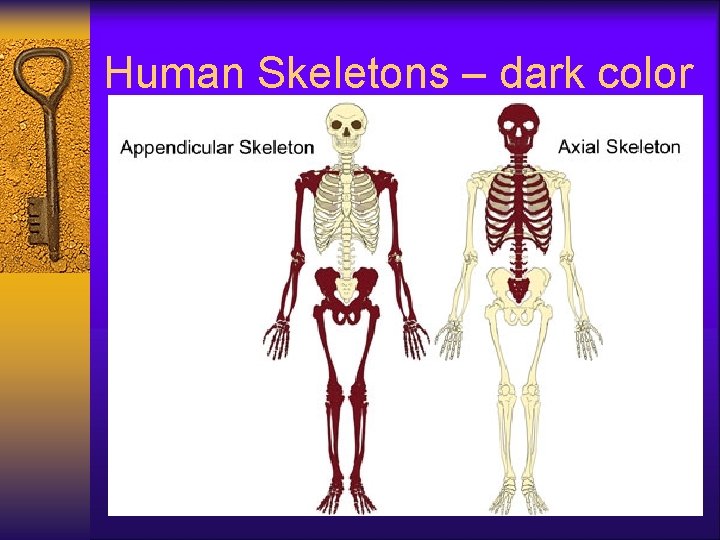 Human Skeletons – dark color 