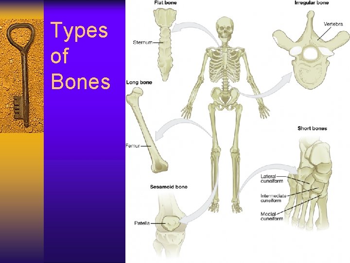 Types of Bones 