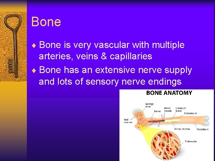 Bone ¨ Bone is very vascular with multiple arteries, veins & capillaries ¨ Bone