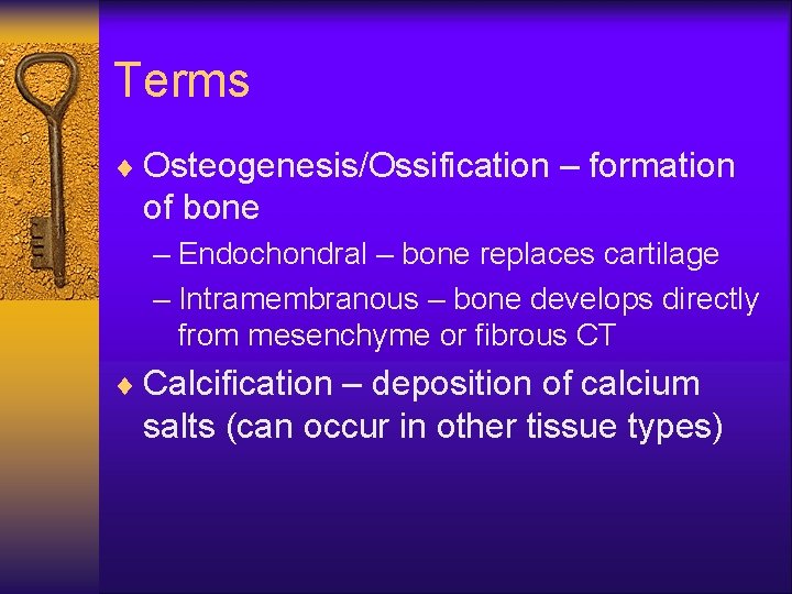 Terms ¨ Osteogenesis/Ossification – formation of bone – Endochondral – bone replaces cartilage –