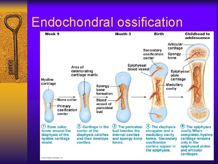 Endochondral ossification 