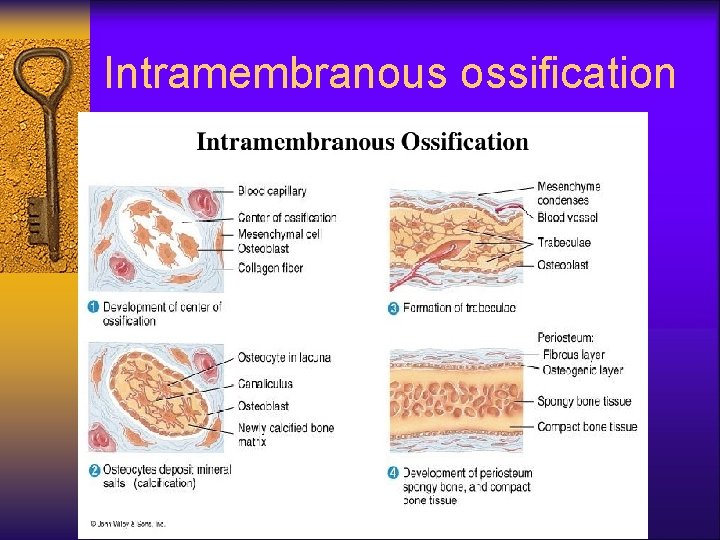 Intramembranous ossification 