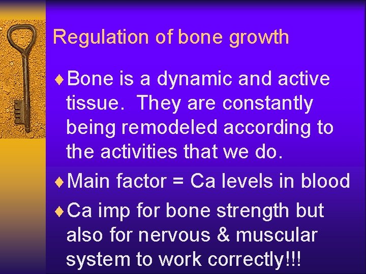 Regulation of bone growth ¨Bone is a dynamic and active tissue. They are constantly