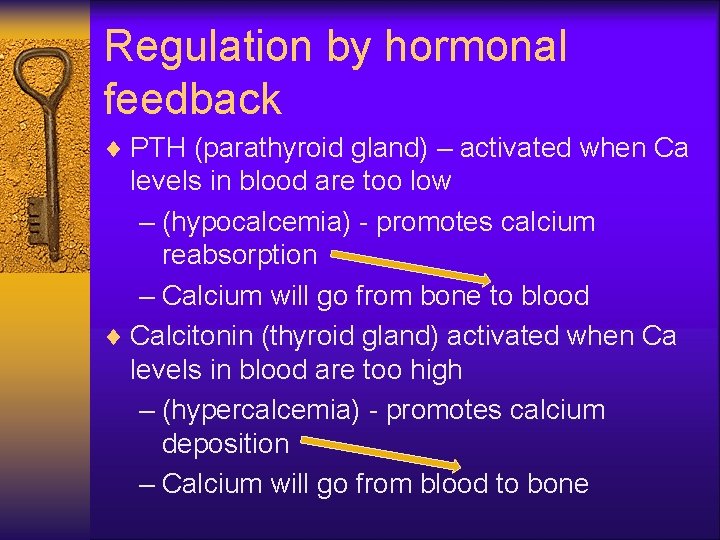 Regulation by hormonal feedback ¨ PTH (parathyroid gland) – activated when Ca levels in