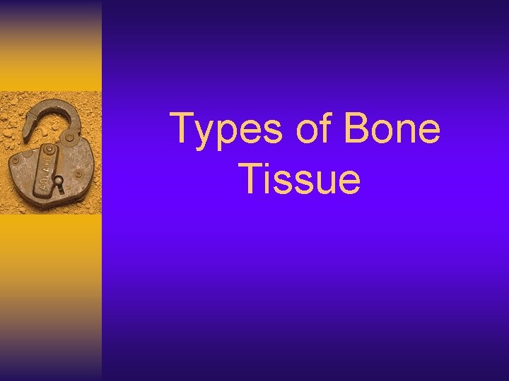 Types of Bone Tissue 