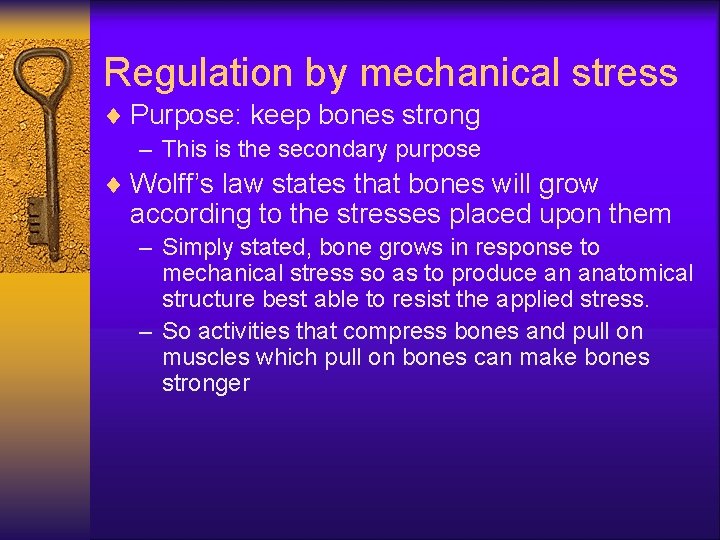 Regulation by mechanical stress ¨ Purpose: keep bones strong – This is the secondary