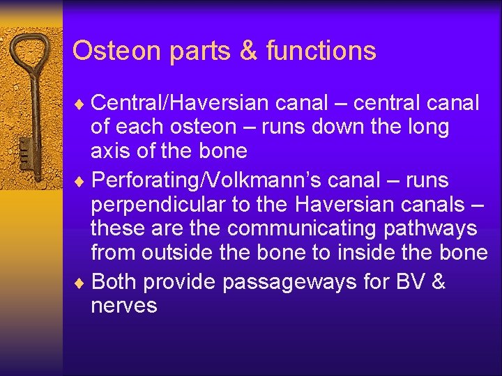 Osteon parts & functions ¨ Central/Haversian canal – central canal of each osteon –