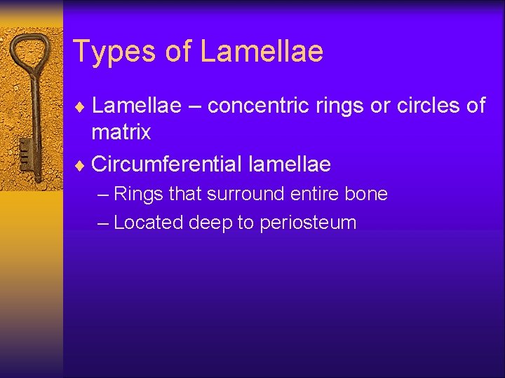 Types of Lamellae ¨ Lamellae – concentric rings or circles of matrix ¨ Circumferential