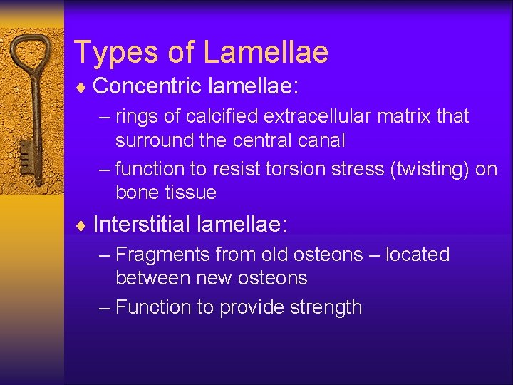 Types of Lamellae ¨ Concentric lamellae: – rings of calcified extracellular matrix that surround