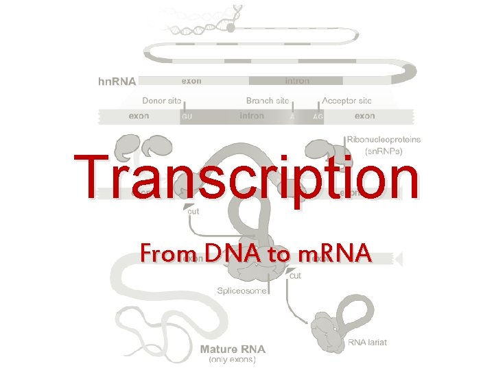 Transcription From DNA to m. RNA 