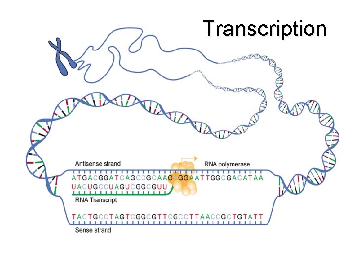 Transcription 