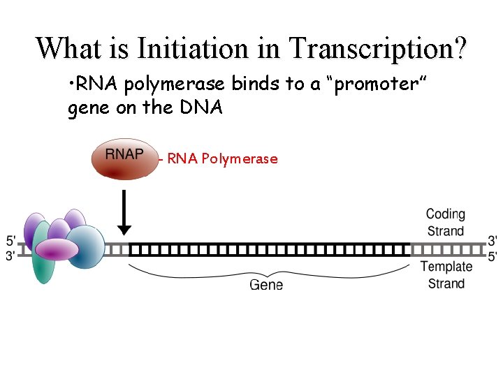 What is Initiation in Transcription? • RNA polymerase binds to a “promoter” gene on