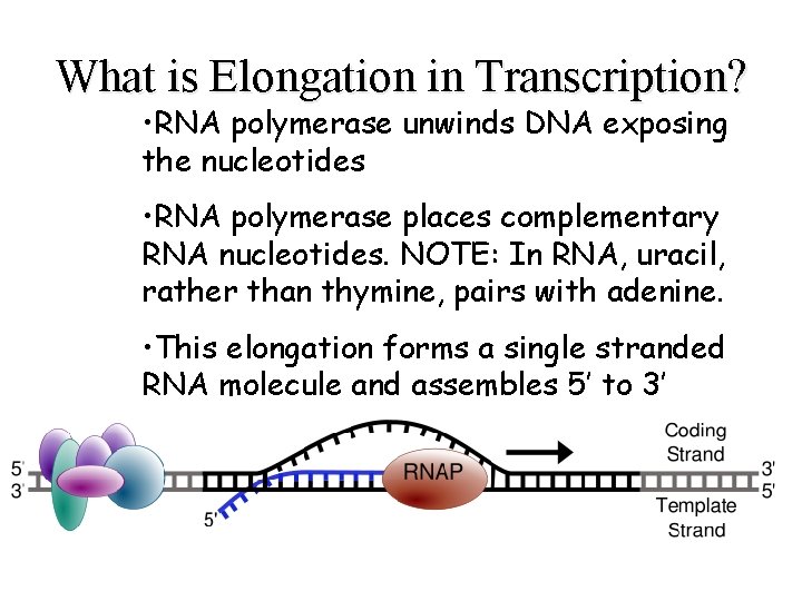 What is Elongation in Transcription? • RNA polymerase unwinds DNA exposing the nucleotides •