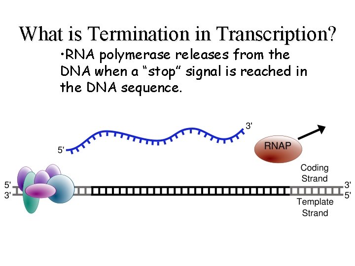What is Termination in Transcription? • RNA polymerase releases from the DNA when a