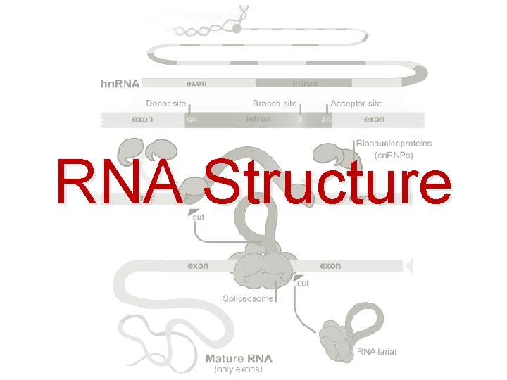 RNA Structure 