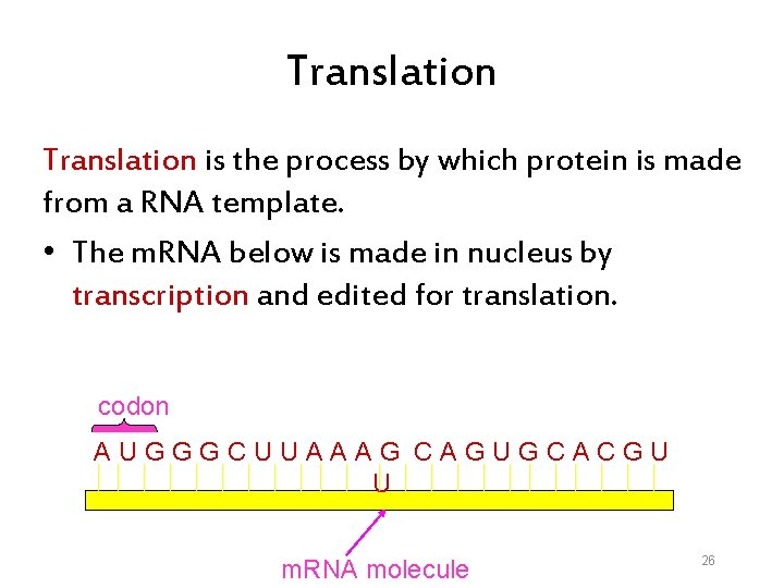 Translation is the process by which protein is made from a RNA template. •