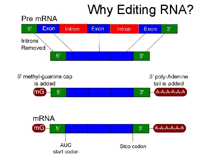 Why Editing RNA? 