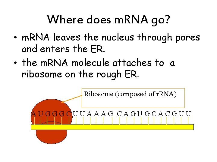 Where does m. RNA go? • m. RNA leaves the nucleus through pores and