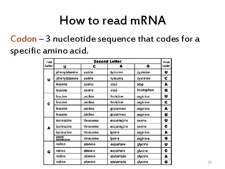 How to read m. RNA Codon – 3 nucleotide sequence that codes for a