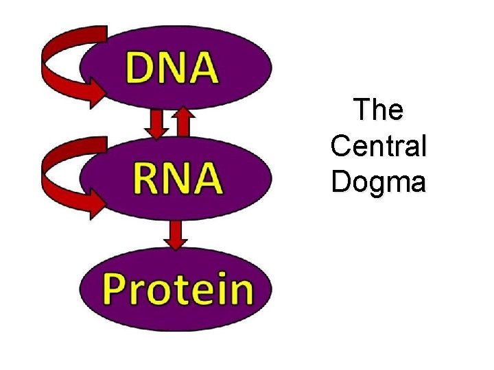 The Central Dogma 