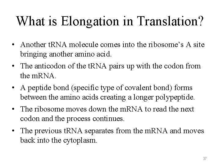 What is Elongation in Translation? • Another t. RNA molecule comes into the ribosome’s