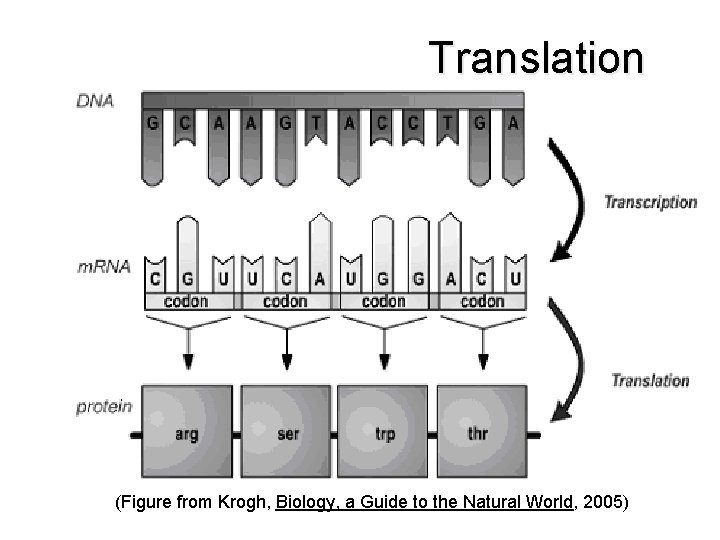 Translation (Figure from Krogh, Biology, a Guide to the Natural World, 2005) 