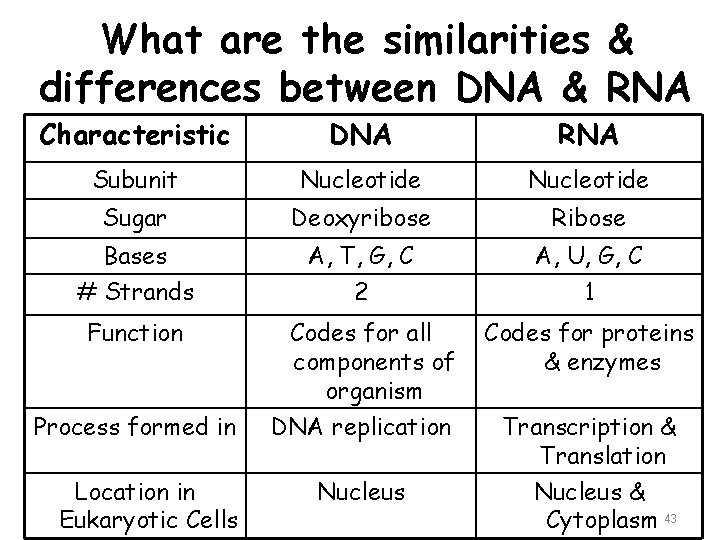 What are the similarities & differences between DNA & RNA Characteristic DNA RNA Subunit