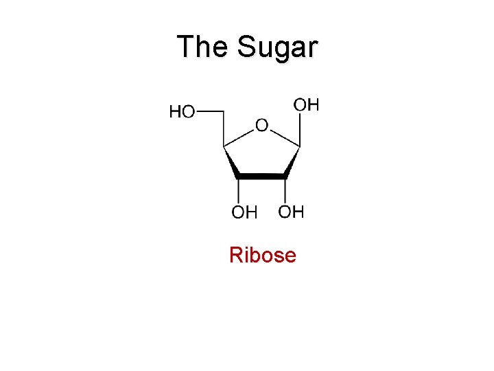 The Sugar Ribose 