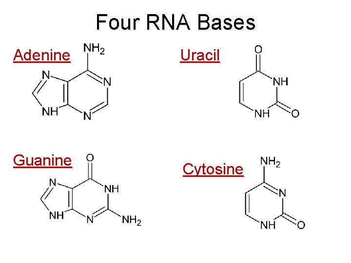 Four RNA Bases Adenine Guanine Uracil Cytosine 