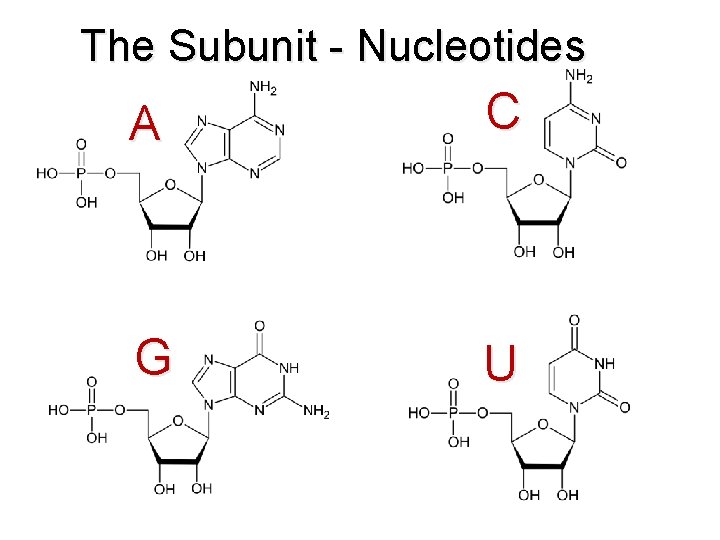 The Subunit - Nucleotides A C G U 