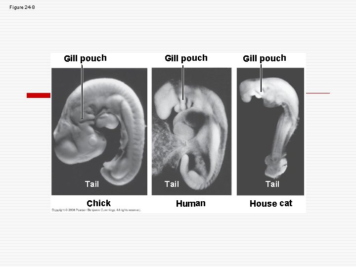 Figure 24 -8 Gill pouch Tail Chick Gill pouch Tail Human Gill pouch Tail