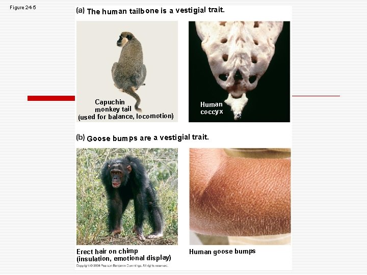 Figure 24 -5 The human tailbone is a vestigial trait. Capuchin monkey tail (used