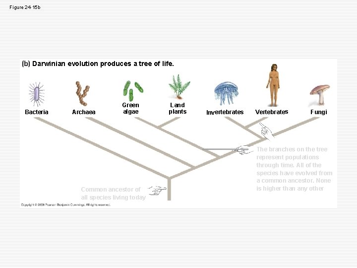 Figure 24 -15 b Darwinian evolution produces a tree of life. Bacteria Archaea Green
