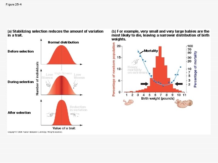 Figure 25 -4 Stabilizing selection reduces the amount of variation in a trait. Normal